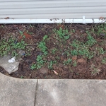 Landscaping Project
