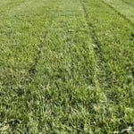 Lawncare