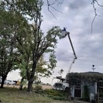 Tree removal