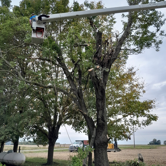 Tree removal
