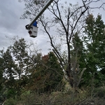Tree removal