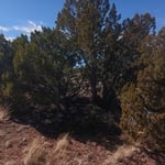 Tree Service Project