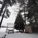 Dead Maple Removal