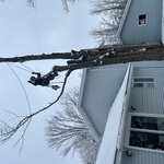 Storm Damaged Hazard Tree