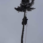 Tree Removal