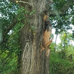 Huge red oak limbes broke out and I trimmed another big one out over the fence