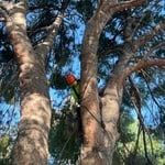 Tree removal