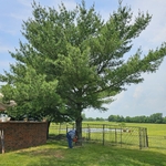 Lawn & Yard Work Project