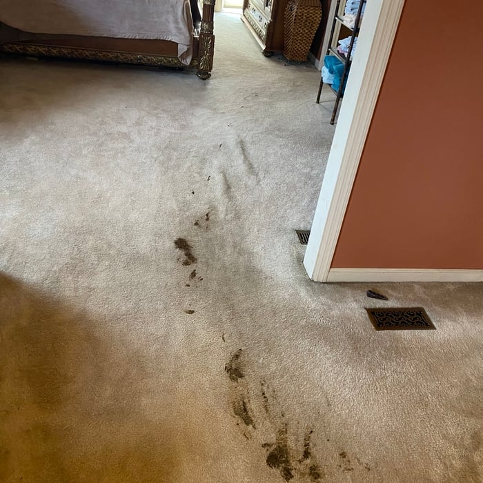 Carpet Cleaning Project