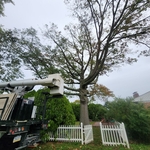 Tree Service Project