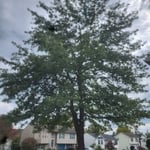 Tree Service Project