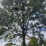 Tree Service Project