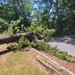 Image shows how tree had fallen across road way