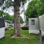 Hooking the crane to a big pine tree