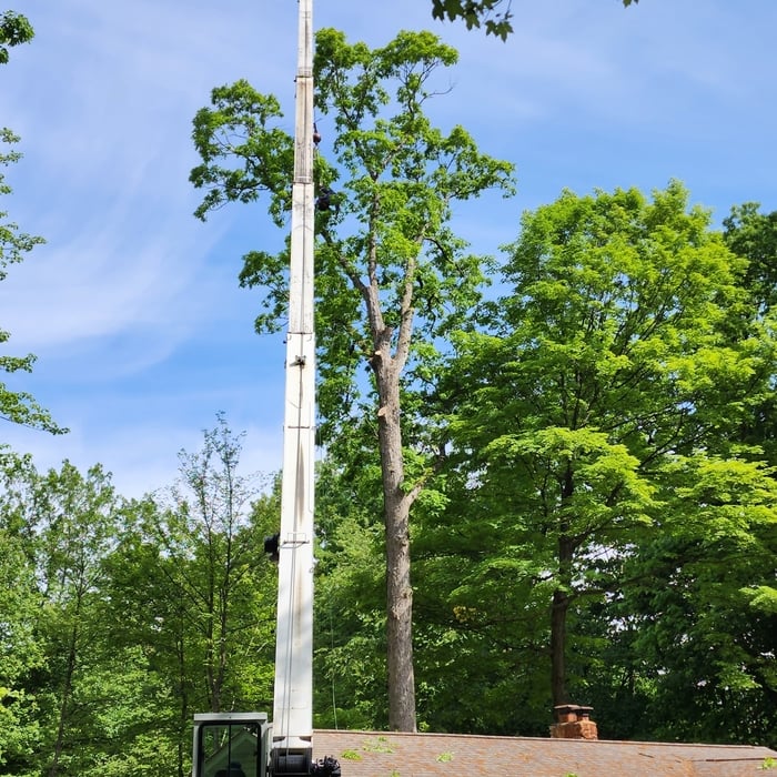 Lifting tree