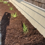 New flower bed install