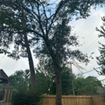 Tree cut