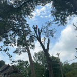 Tree cut