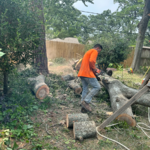 Tree cut