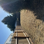 Yard clean up