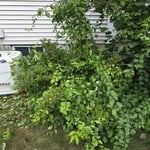 Brush clean out