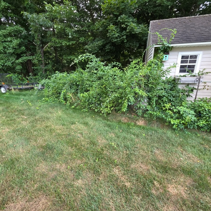 Brush clean out