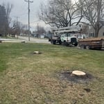 2 trees and a stump