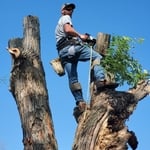 Tree Service