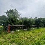 Overgrown green house before clearing.