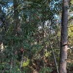 Tree removal/ mulching Slidell la