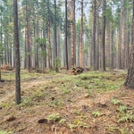 Property maintenance, wild fire mitigation, defensible space preparation
