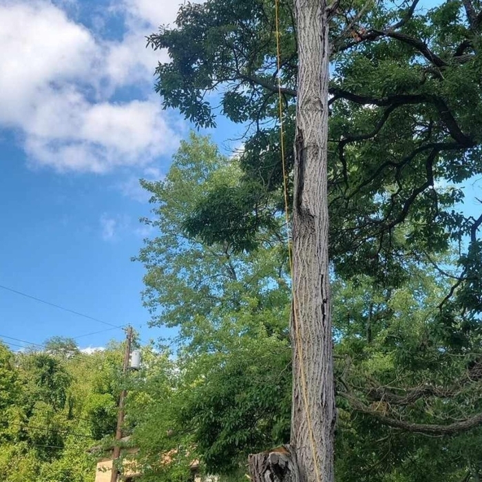 Ash Removal