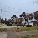 Bradford Pear removal