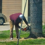 Tree Services