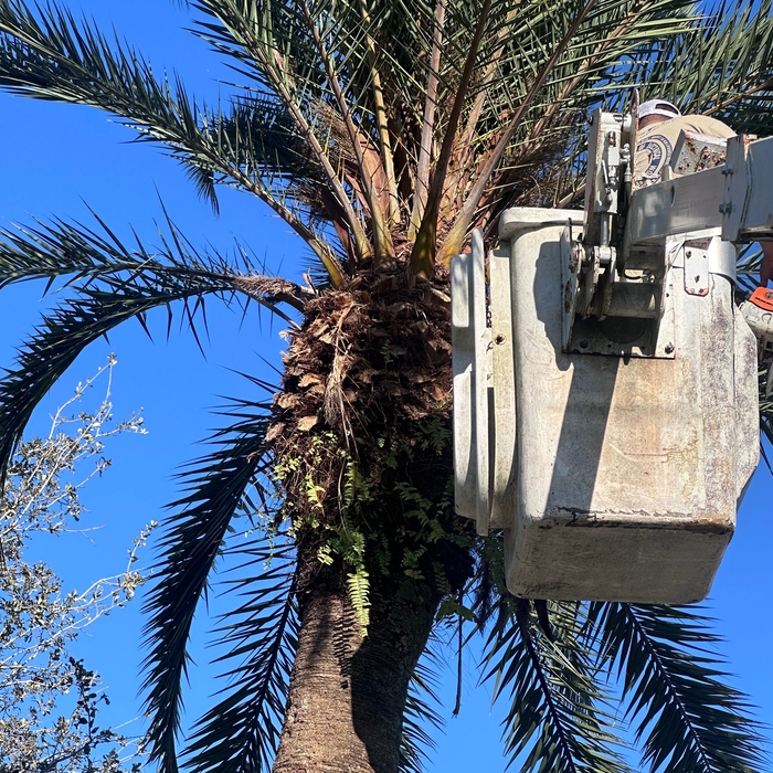 Tree trimming