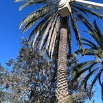 Tree trimming