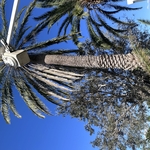 Tree Service Project