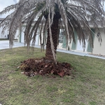 Tree Service Project