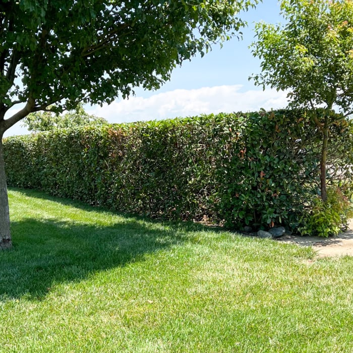 Hedge trimming by Snippers Lawn & Yard.