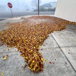 Leaf Cleanups