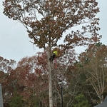 Pruning by our climber.
