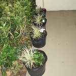 Landscaping Project