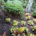 Landscaping Project