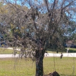 Tree 3