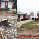 Remove Trees