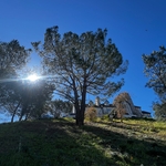 Pine tree trim