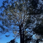 Pine tree trim