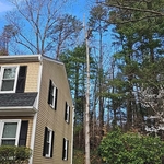 Tree removal