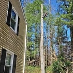 Tree removal
