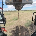Mesquite removal